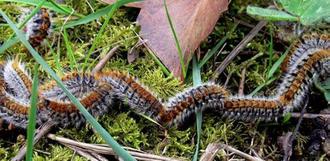 Photo de chenille processionnaire du pin
