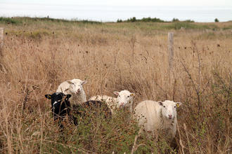 Photos de moutons
