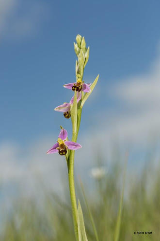 L'ophrys abeille, une variété d'orchidée présente en Vendée. © SFO PCV