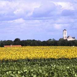 Champ de Tournesol à Ste Gemme