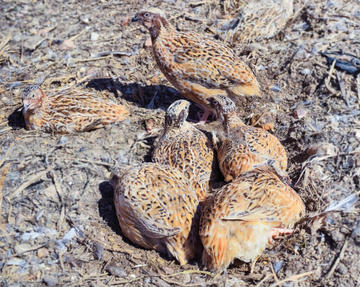 Les cailles ne pèsent que 8g à la naissance. ©Éleveurs de Challans