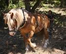 Débardage à cheval du bois des Tours