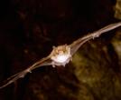 Fascinantes chauves-souris: 21 espèces en Vendée