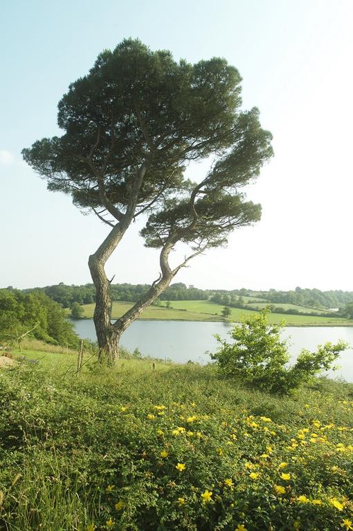 Paysage du Bocage au Littoral vendéen 1