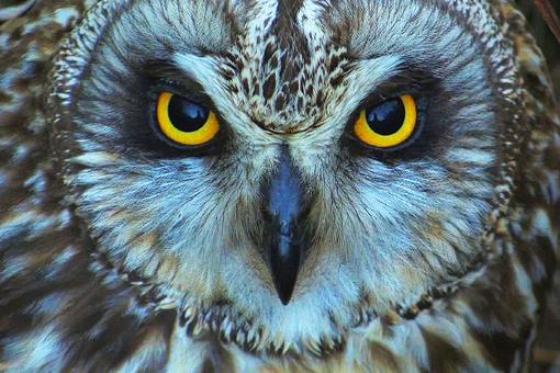 Hibou des marais