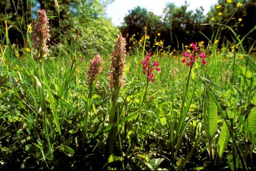 Orchidées