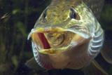 Brochet