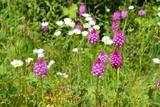 Orchis pyramidal