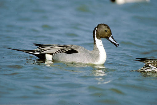 Canard Pilet