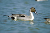 Canard Pilet