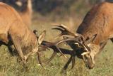 Cerfs