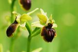 Ophrys araignée