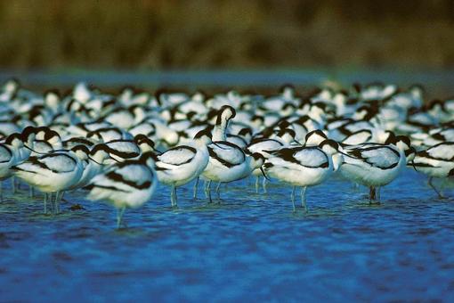Avocettes élégantes