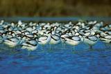 Avocettes élégantes