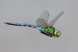 Anax empereur