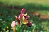 Ophrys abeille