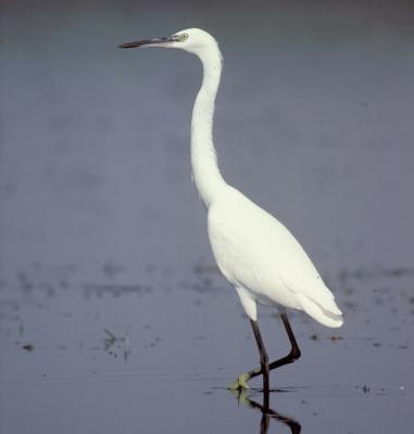 Aigrette garzette