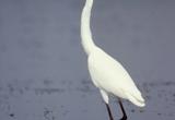 Aigrette garzette