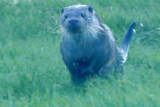 Loutre d'Europe