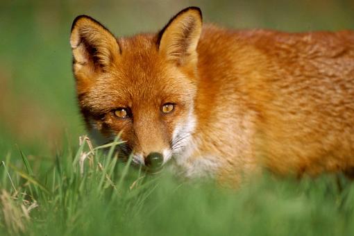 Renard roux