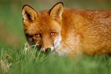 Renard roux