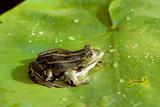 Grenouille verte