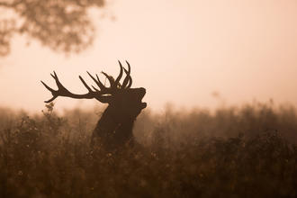 Brame du cerf ©FDC85/D.Gest